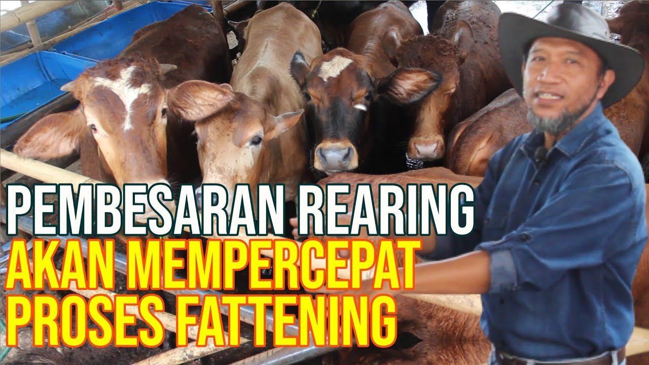 
                                 Pembesaran-Sapi-Rearing-Mempercepat-Proses-Fattening